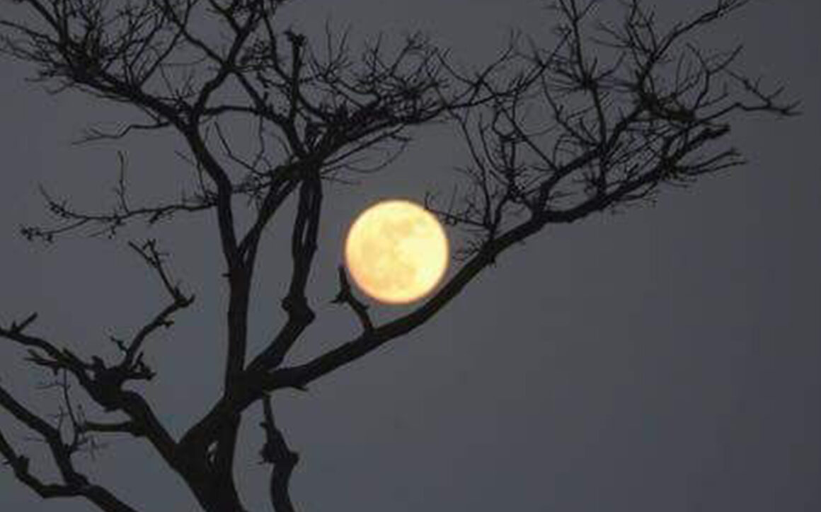 Albero con la luna sullo sfondo