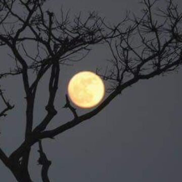 Albero con la luna sullo sfondo